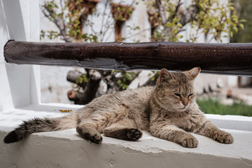 Homeless cat in Alchi village