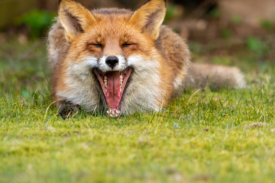 Vild fox