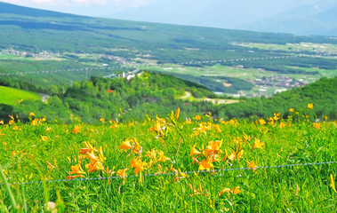 獣害から守るために電気柵で囲まれたニッコウキスゲ