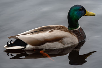 Duck male in the lake of Latvia