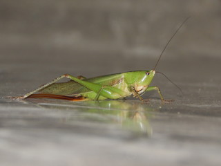Saltamontes  detallado
