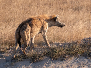 Fototapeta premium Amboseli7