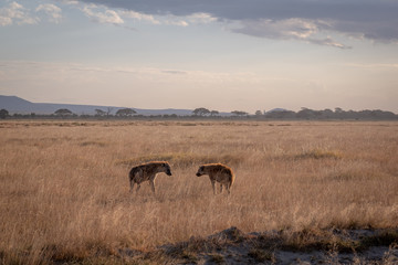Fototapeta na wymiar Amboseli6