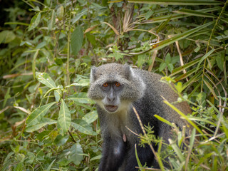 Tanzania12