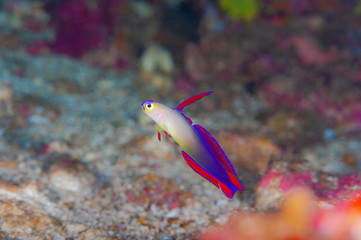 Decorated dartfish(Nemateleotris decora)