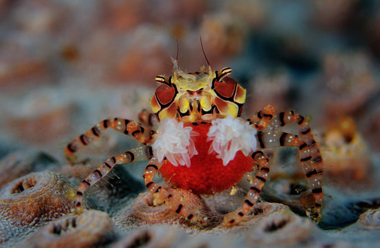 Mosaic boxer crab (Lybia tesselata) with eggs.