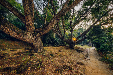 Singapore 2018 late afternoon at MacRitchie Reservoir Park, Lornie Road