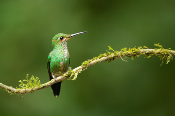 Fototapeta na wymiar Amazing hummingbird of Costa Rica. Green-crowned Brilliant / Heliodoxa jacula. Small, fast, agile. Sitting for a short while on a branch covered with moss. Pure exotic animal, gem of nature.