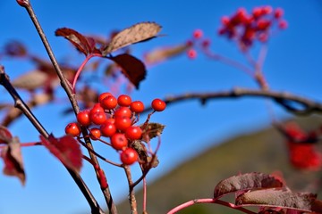 青空バックに真っ赤に熟したナナカマド