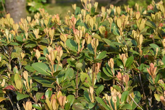 Rhaphiolepis umbellata sprouts / Seaside plants of Rosaceae evergreen shrubs.