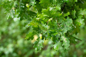 Fototapeta na wymiar green leaves of oak with acorns