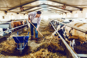 Full length of handsome Caucasian peasant holding hay fork and feeding calves with hay. Stable interior. © Dusan Petkovic