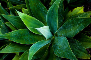 green  leaves agave