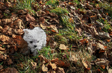 very young maltese puppy going for a walk