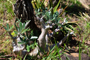 The unique flora on the island of Madagascar