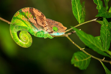 Colorful chameleon on a branch of a tree