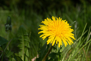 Yellow dandelion in green grass in the meadow