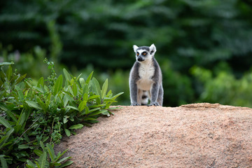 The funny ring-tailed lemurs in their natural environment © 25ehaag6
