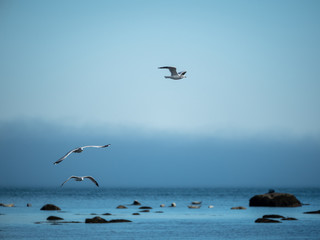 Seagulls