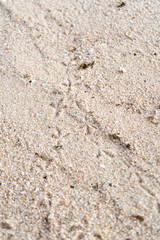Footprints in the sand. The bird walked along the beach.