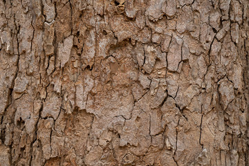 dry tree bark texture and background, nature concept