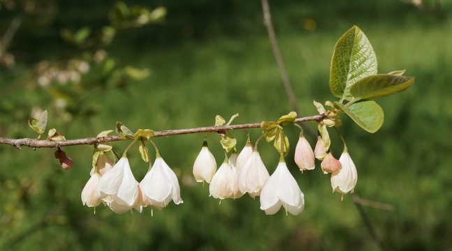 Halesia monticola | Arbre aux cloches d'argent de Caroline ou hal&eacute;sier aux abondantes fleurs campanul&eacute;es et pendantes sur des rameaux gris