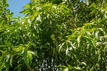 Large fruit growing on a mango tree