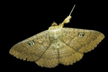 A large moth with prominent eye spots (a northern old lady moth, Dasypodia cymatodes) on a black...