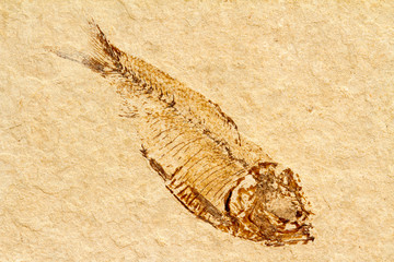 The fossil of a freshwater fish (Knightia sp.) from the Eocene Era (56-39.9 million years ago) © Michael