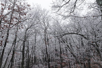 Cinematic view of the frost covered trees in the woods during the winter season