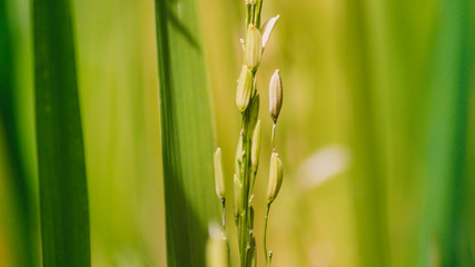 Close-up of golden-brown grains and rice grains that are currently held in organic rice fields.