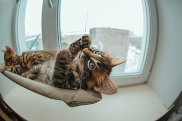 Cute charcoal bengal kitty cat laying on the cat's window bed byting a strap.
