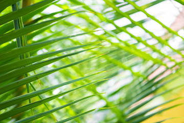 Rays of the sun through palm leaves. Soft focus. Jungle nature. Close-up of a saturated green palm...
