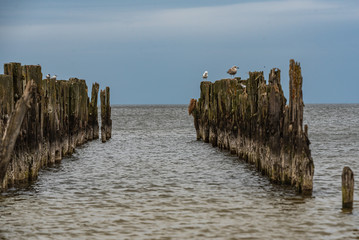 old boat mooring poles on the shores of the Baltic Sea