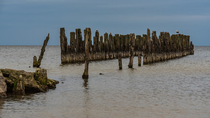 old boat mooring poles on the shores of the Baltic Sea