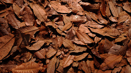 dry leaves background, brown leaf plant outdoor nature