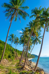 Obraz premium Sandy beach of a paradise deserted tropical island. Palm trees overhang on the beach. White sand. Blue water of the ocean. Rest away from people