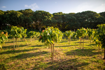 cacao trees in farm.