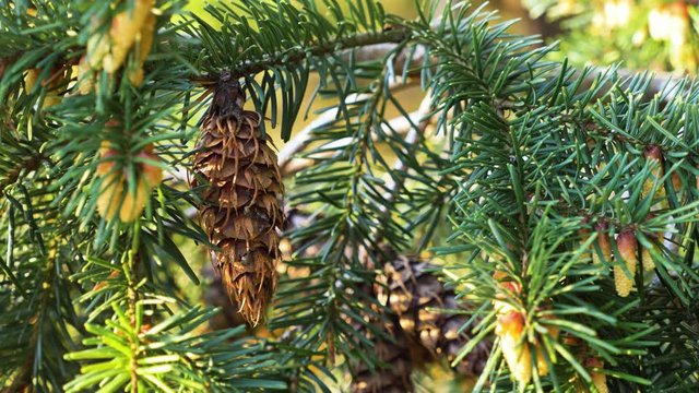 Close up of douglas fir pinecone on the tree with needles also small pinecones beside it.