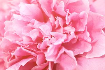Macro tender pink flower. closeup peony petals soft texture long banner with copy space. Happy birthday Mothers Valentines Day card or spring summer design