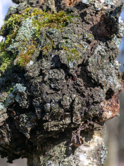 Growth on a birch, a tree, mushroom on a birch - chaga