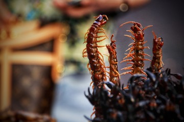 Fried centipedes and scorpions, exotic and traditional street food that shows the culture and cuisine of Thailand