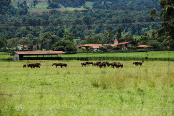 Obraz premium caballos