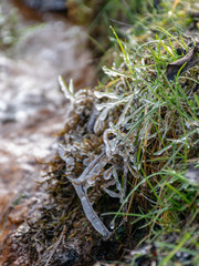 abstract picture with ice cubes embracing grass and tree roots