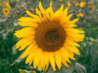 Sunflower close up, an experimental field of sunflowers in permafrost conditions in Sakha Republic...