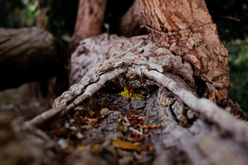 Old tree trunk