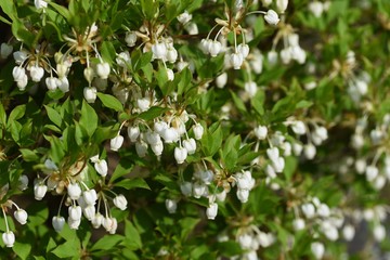 Enkianthus perulatus flowers / Ericaceae deciduous shrubs.
