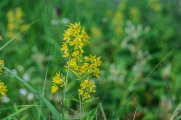草花の間に咲くクサレダマ／Lysimachia vulgaris 