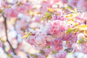 桜 sakura © 定夫 加藤