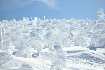 Fototapeta na wymiar Yamagata frozen forest with snow monsters